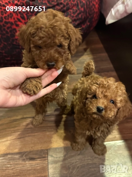 Той пуделчета! , снимка 1