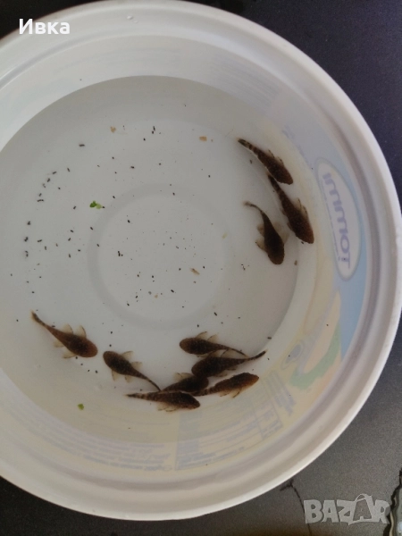 Продавам Сомчета Анцитруси, снимка 1