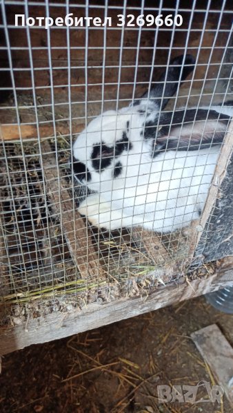 Продавам зайци- малки, големи, за колене и разплод, снимка 1