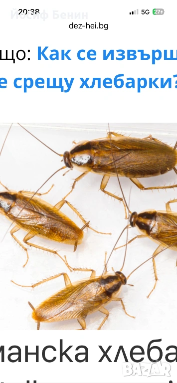 Пръскане, третиране против Плебарки, снимка 1