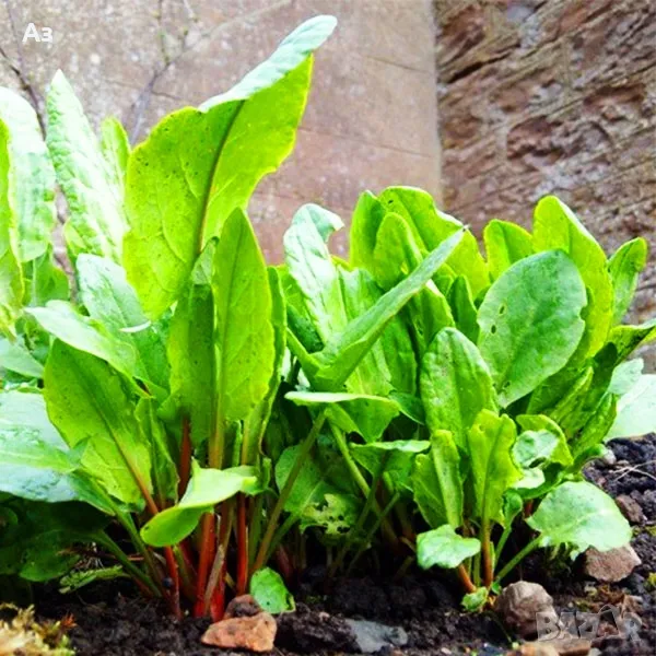 Продавам Киселец - семена, реколта 2025 г., снимка 1