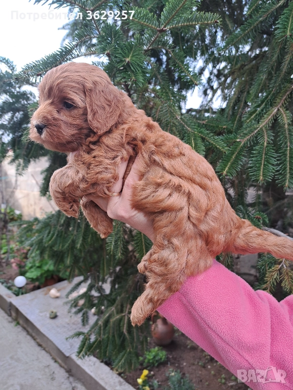 Малтипу, снимка 1