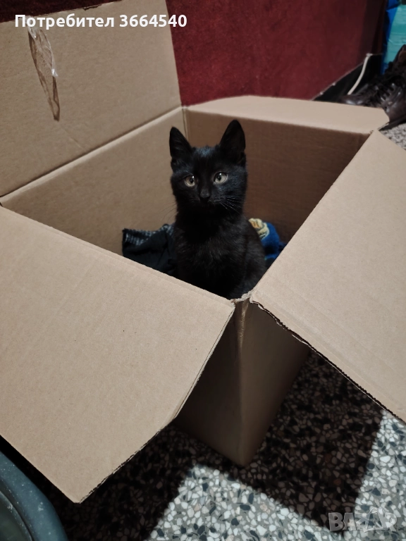 Подарява се много гальовно и сладко черно котенце, снимка 1
