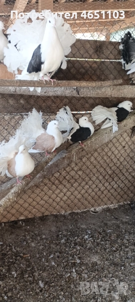 Продавам Фенерлии, снимка 1