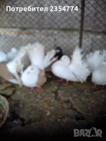 гьлаби, снимка 6 - Гълъби - 53024732