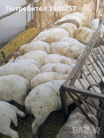 свободни Агнета 