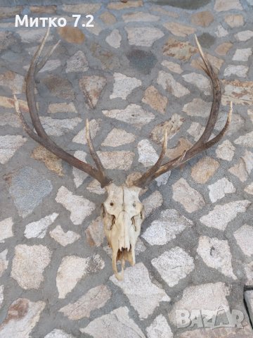 Трофей от голям благороден елен, снимка 5 - Други - 39779367