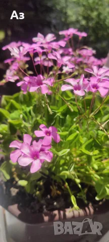 Продавам цветя Детелина Оксалис – 5 бр големи саксии, снимка 9 - Разсади - 49995561