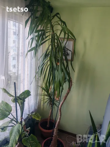 Слонска Юка Yucca elephantipes