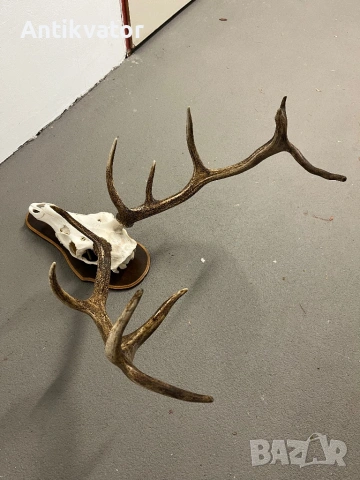 Краси трофей от елен, снимка 5 - Декорация за дома - 54332806
