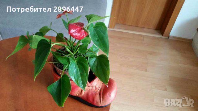 Керамична кашпа-за цвете, декорация Намалена!, снимка 11 - Вази - 34179861