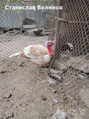 Продавам пуйки 