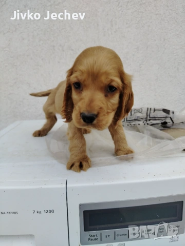 Кокер Шпаньол 