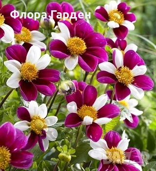 ДАЛИЯ - Глудки, снимка 11 - Сортови семена и луковици - 44793217