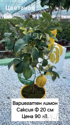 Вариегатен лимон