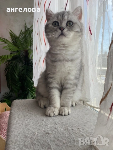 Британец сребърна чинчила , снимка 3 - Британска късокосместа - 54228905