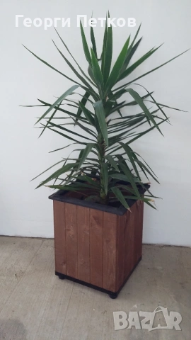 Палма Юка стайна - 150см.- 25 €., снимка 3 - Стайни растения - 53969383