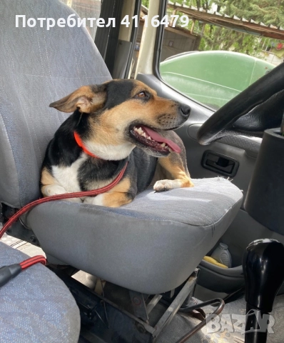 Куче в спешна нужда от нов дом, снимка 8 - Други - 52942967