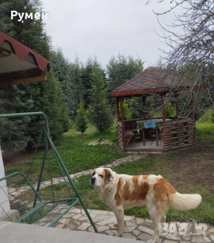 Лъвче за двор, снимка 3 - Санбернари - 54046104