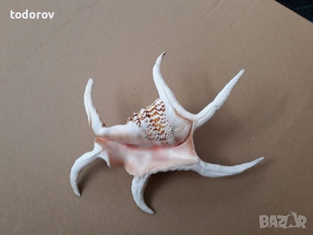 Раковина 23см., снимка 2 - Оборудване за аквариуми - 37996777