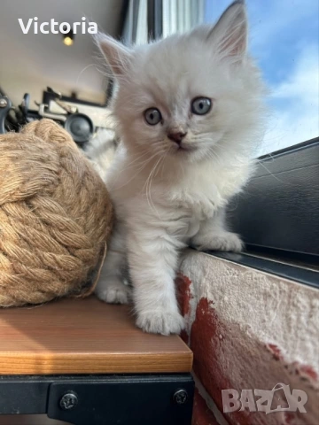 британски котета, снимка 7 - Британска късокосместа - 53887530