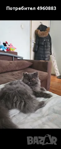 Нала си търси кавалер! 🐾🤍, снимка 2 - Търси партньор - 56238769