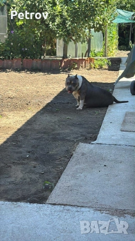 Американско були, снимка 3 - Други - 52222893