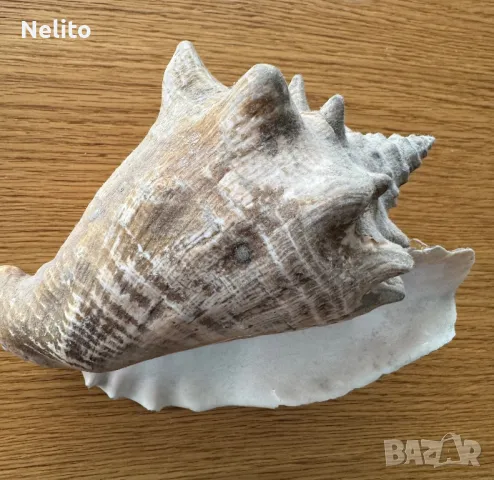 Раковина голям Каракол, снимка 2 - Декорация за дома - 48663228