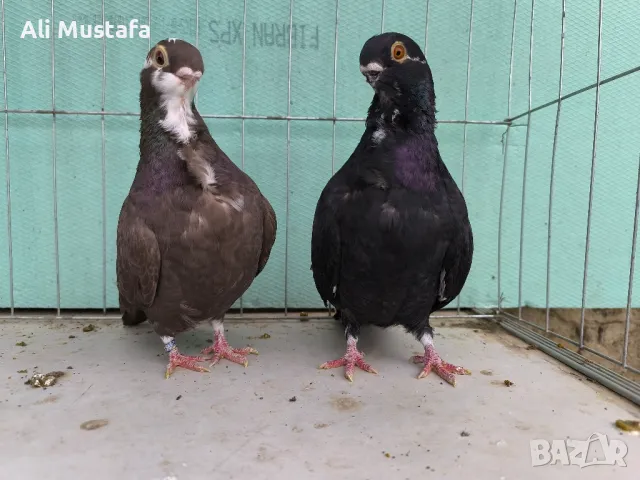 Африканска сова , снимка 5 - Гълъби - 50071282