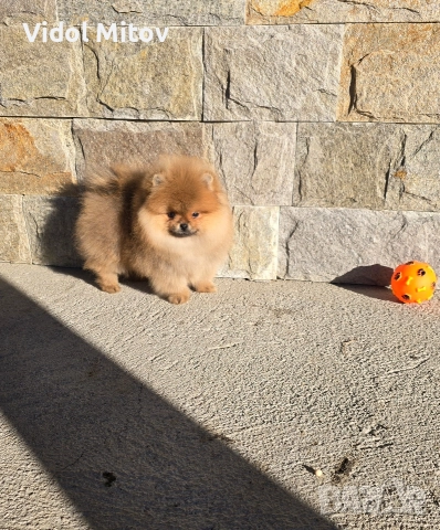 Мини Померан 