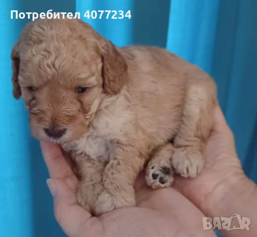 Mini Poodle - Прекрасно мини пуделче търси своето семейство
