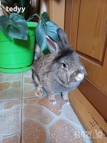 Декоративни зайчета