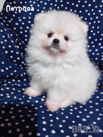 Померанчета момченца