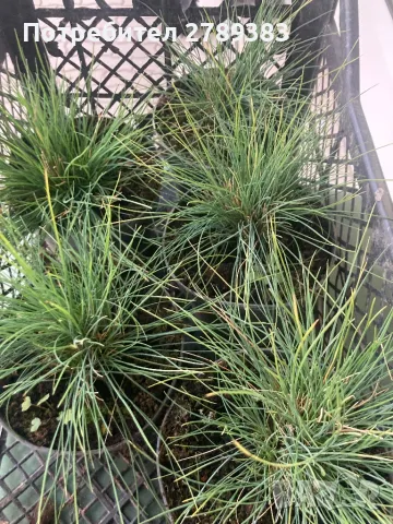 Фестука синя трева , снимка 2 - Градински цветя и растения - 49244531