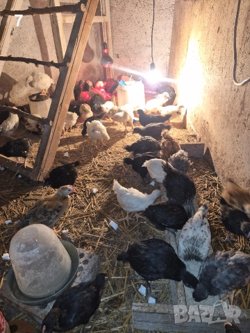 Селски пилета, снимка 4 - Кокошки и пуйки - 54053427