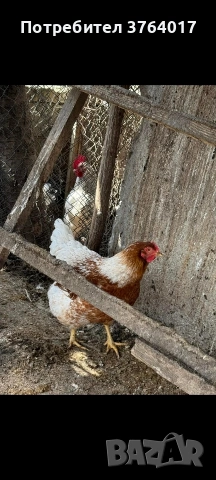 катунски Сьомгови, Съсекс, Амрок, Форверк, Златнокантриран Орпингтон Оранжев Орпингтон 