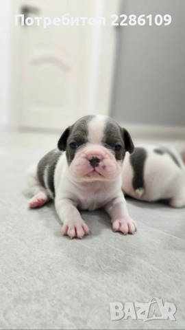 Френски булдог, снимка 3 - Френски булдог - 54149219