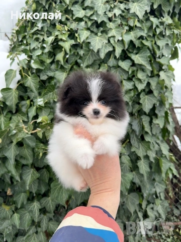 Померан мини момче. Померанче, снимка 3 - Померан - 53350490