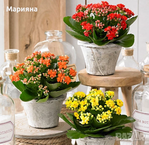 Каланхое, снимка 2 - Стайни растения - 36771154