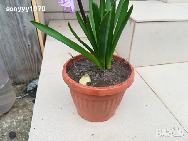 градински зюмбюл с луковици в сакция 0603241628, снимка 9 - Градински цветя и растения - 44637750