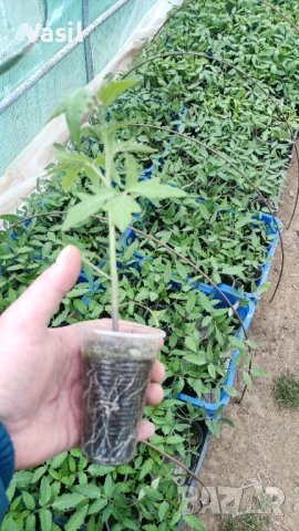 Предлагаме разсад  Домати и Краставици/Ръгби.Розова Магия.Меделина .Наслада .И много други 0.70цента