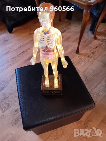 Светещ анатомичен макет, снимка 3 - Колекции - 44445665