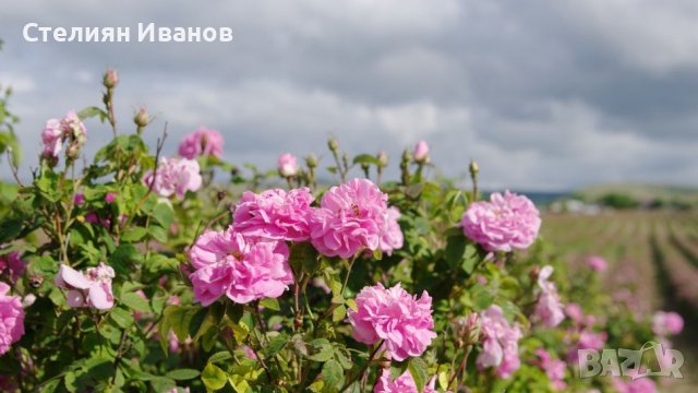 Маслодайна роза, дамаскова роза, казанлъшка роза, роза дамасцена (Rosa × damascena), снимка 2 - Градински цветя и растения - 39932111