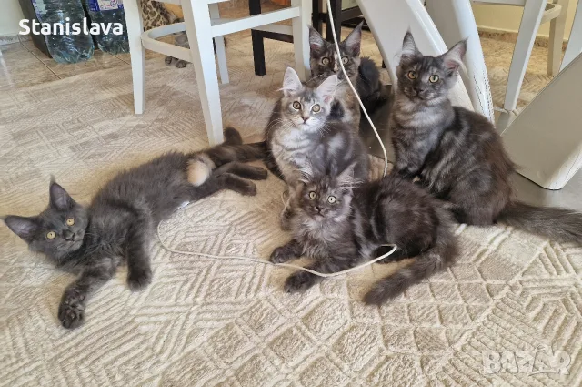 котенца Мейн Куун