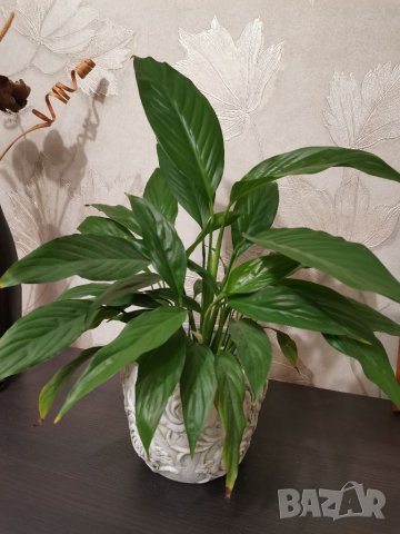 Спатифилиум, снимка 4 - Стайни растения - 32189822