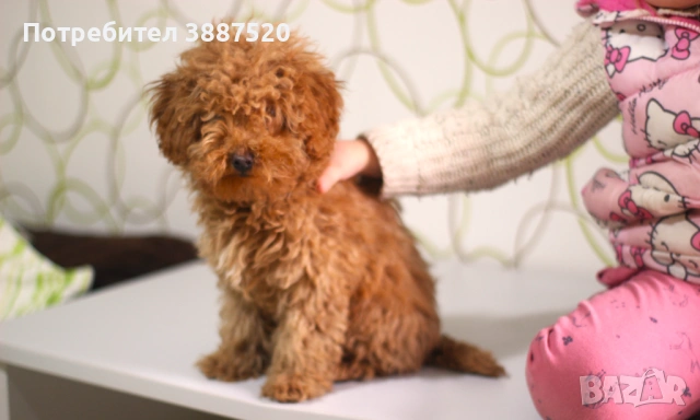 Той пуделчета от родословни родители , снимка 2 - Пудели - 52586544