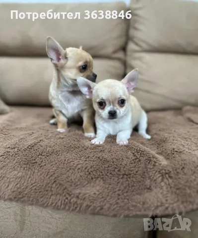 Чихуахуа мини, снимка 1