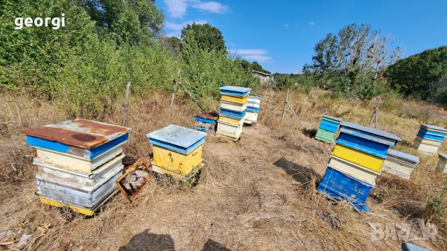 Пчелни кошери, снимка 4 - За пчели - 42390804