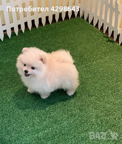 pomerani, снимка 2 - Померан - 52959318