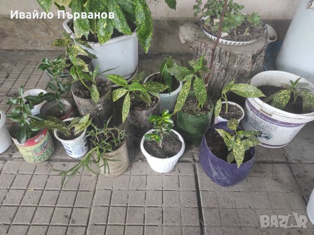 Сукуленти, снимка 8 - Градински цветя и растения - 33126146